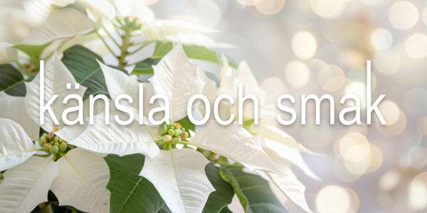 Apropå att det snart är Luciahelg! Nyhetsbrev 9 december 2025.