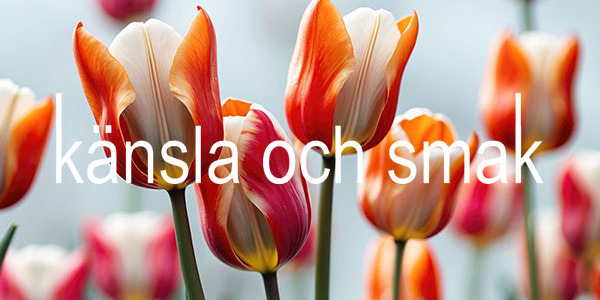 Jeansguide del 1. För päronet och timglaset!